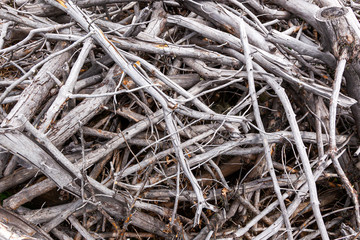 Close-up gray dry branches, texture from tree branches. Pile of tree branches composition as a background texture