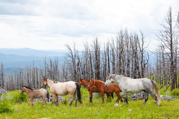 Obraz premium Horse grazing on mountain green mountain valley. Perfect rock landscape. Sunny meadow with Gray and brown horses running