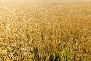 Wheat field on the farm at sunny autumn day