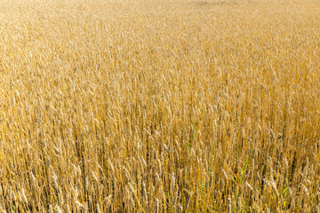 Wheat field on the farm at sunny autumn day
