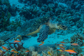 Fototapeta na wymiar Hawksbill sea turtle in the Red Sea, dahab, blue lagoon sinai