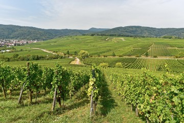 Frankreich - Elsass - Zellenberg - Weinreben