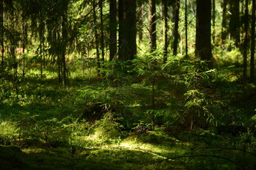Morning sunlight on group luxuriant young green spruce trees  in the forest