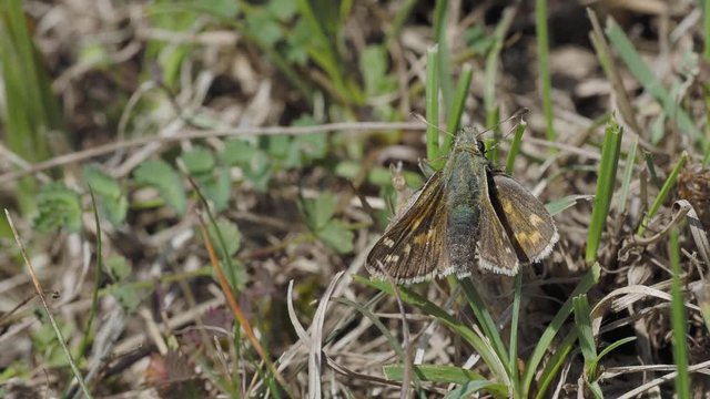Silver-spotted skipper, Hesperia comm