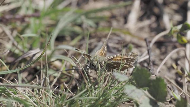 Silver-spotted skipper, Hesperia comm