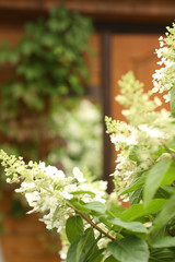 formal garden with hydrangea flowers, gladiolus, flox and wood store summer green photo