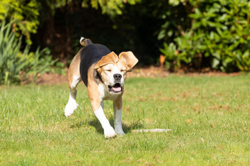 Obraz premium beagle running in the garden