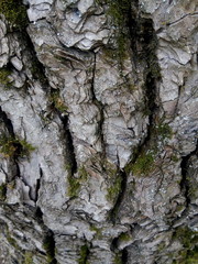Oak bark with green moss in a summer forest