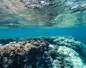 Obraz premium Podwodne tło wolnego miejsca na dekorację. Krajobraz oceanu