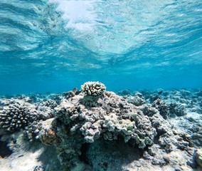 Underwater background of free space for your decoration. Ocean landscape 