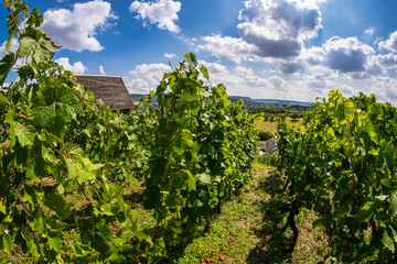 Vineyard at beautiful weather in late summer, ripe grapes before harvest