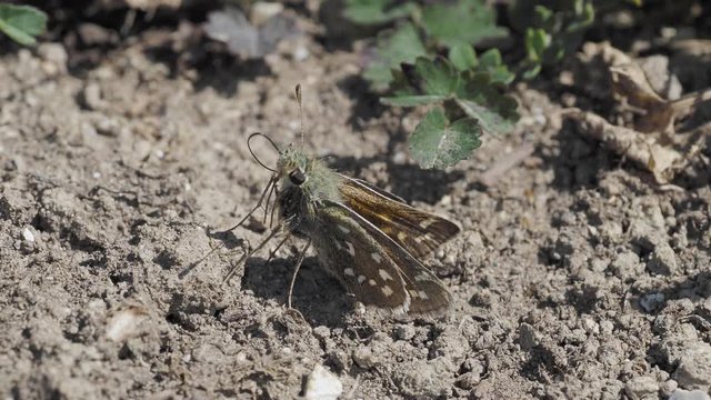 Silver-spotted skipper, Hesperia comm