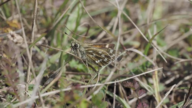 Silver-spotted skipper, Hesperia comm