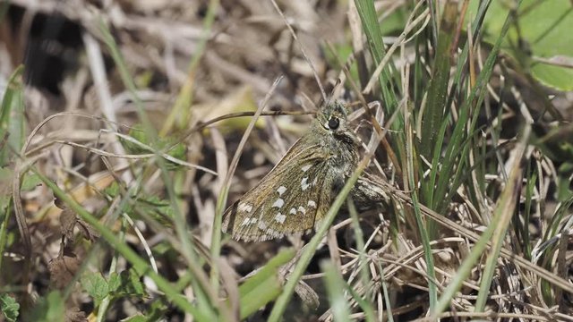 Silver-spotted skipper, Hesperia comm, Egg laying