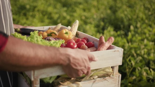 Close up hands young farmer is holding a box of organic vegetables sunlight agriculture farm field harvest garden nutrition organic fresh portrait outdoor slow motion