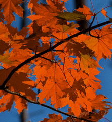 Branches with autumn red sunlight maple leaves
