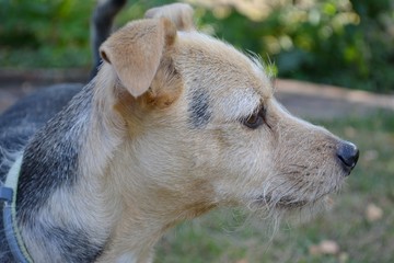 Profil d'un petit chien