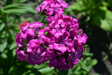 Divine Beauty Flower Carnation Turkish