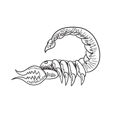 Zodiac sign Scorpio on white isolated background. Vector image