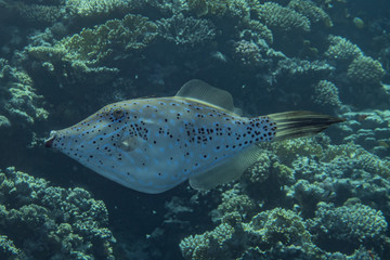 Fish swim in the Red Sea, colorful fish, Eilat Israel 