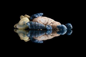 seashells with stones on a mirror on a black background isolate