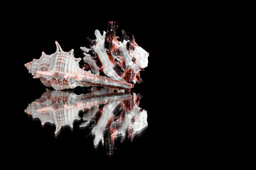 contrasting seashells on the mirror on a black background isolate