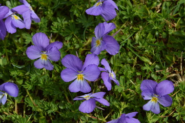 Fleurs de montagne © Sbastien