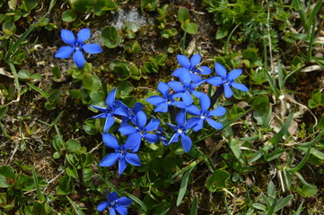 Fleurs de montagne © Sbastien