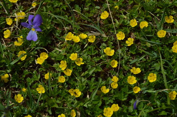 Fleurs de montagne