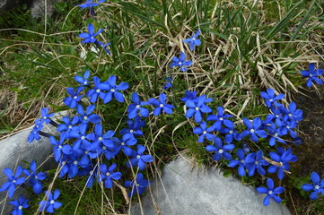 Fleurs de montagne © Sbastien