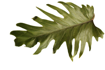 Palm tree leaf isolated on white background