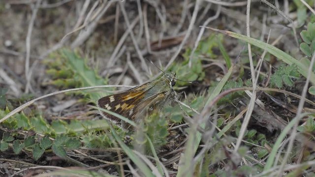 Silver-spotted skipper, Hesperia comm