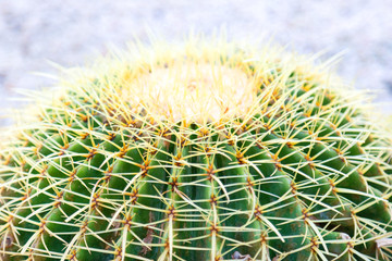 A large green round cactus of spherical shape among small stones. Large cactus on rocky ground.