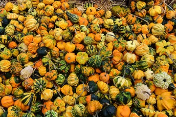 Yellow, green pumpkins , Different pumpkins varieties, many different pumpkins, Autumn vacation.
