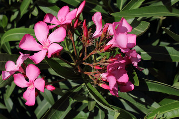 Bunch of small pink petal flowers on green hedge leaves background