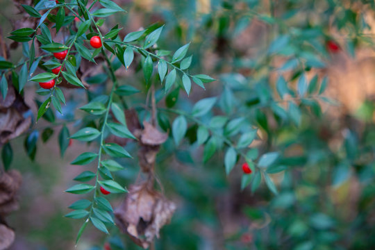 Rusco (Ruscus aculeatus L.)