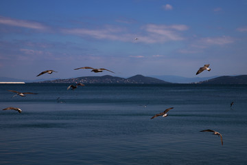 seagulls flying