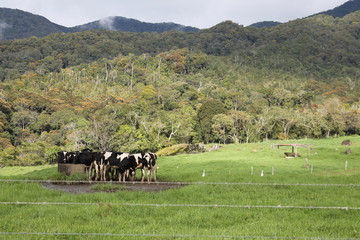 The cows in a field