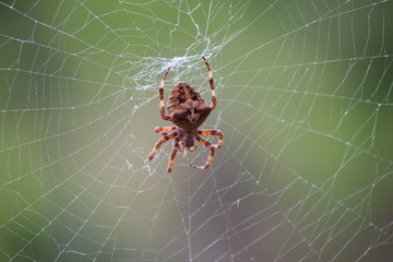 spider on web