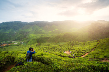 Young asian photographer traveling into tea fields with mist. Young man traveler take a photo of mountain tea field, Enjoying tea plantations in Cameron Highlands near Kuala lumpur, Malaysia