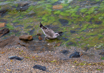 seagull on water