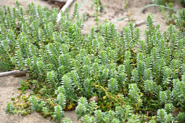 Green grass vine succulent plant in beach sand seaside dune