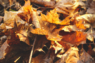 Beautiful autumn fallen yellow leaves on the ground