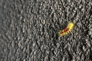 Yellow and red furry caterpillar on gray rough textured concrete wall background