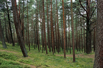 Mysterious forest view with shifted pine tree trunks