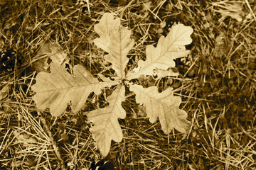 Little five leaf oak tree growing from a dry ground