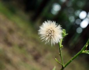 White fluffy forest seed flower on blurry background