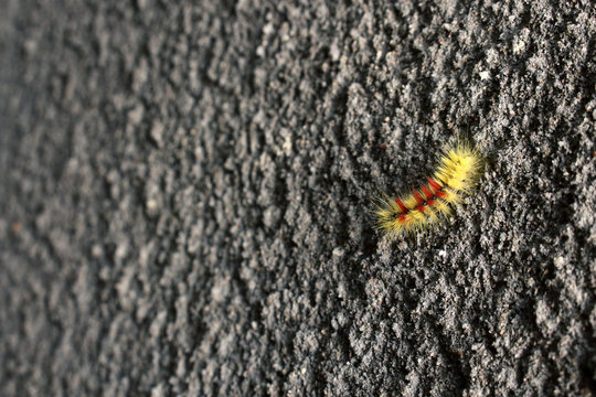 Yellow and red furry caterpillar on gray rough textured concrete wall background