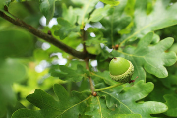 Green young small acorn on an oak tree branch