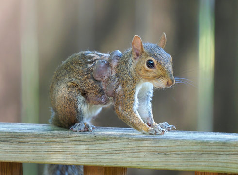 Closeup of a Eastern Gray Squirrel with Three Large  Bot Fly Warbles on It's Shoulder